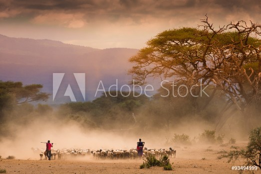 Picture of Masai shepherds with herd og goats